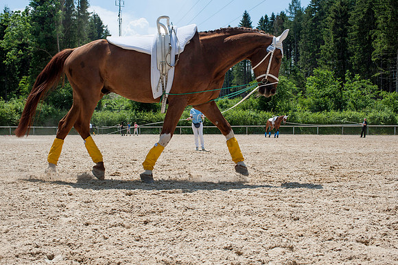 WG-20150606-1875