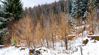 WG-20260315-2107