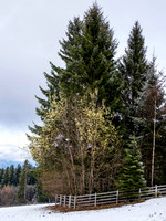 WG-20260315-2110